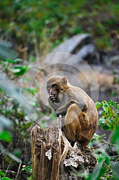 An Indian monkey sitting on tree top in a lush green forest. The bonnet macaque Macaca radiata, also known as zati, is a species