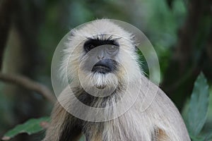 Indian Monkey