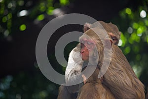 Indian monkeys also known as the Rhesus Macaque taking a short nap under the tree in mid summer time in india