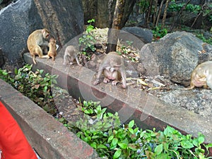 Indian monkeys in the Jharkhand