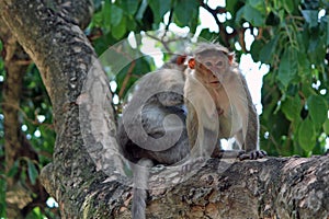 Indian monkeys sitting on tree