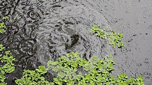 Indian monsoon footage