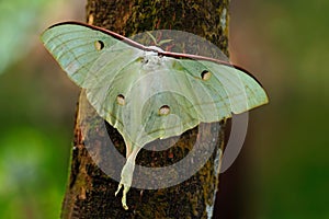 Indian Moon Moth or Indian Luna Moth, Actias selene, white butterfly, in the nature habitat, sitting on the tree trunk, Sri Lanka