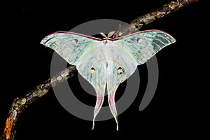 The Indian Moon Moth moth