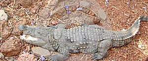 An Indian Mugger - Marsh Crocodile - Lying on Ground with Open Mouth