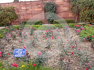 Indian Mughal Garden in Delhi