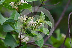 Indian Mulberry Aal Morinda pubescens or Morinda coreia  Tree with Flowers and Leaves