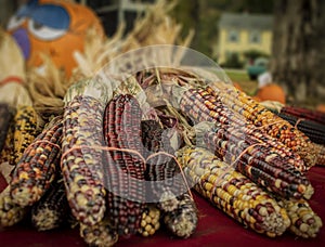 Indian mulit colored corn with silly pumpkin in background.