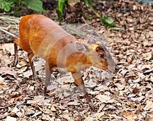 Indian Muntjac