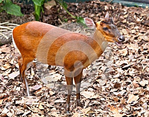 Indian muntjac