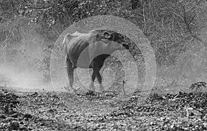 Indian Murrah buffalo breed grazing in the buffer zone inside the Jim Corbett national park