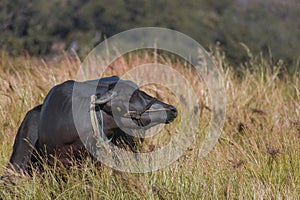 Indian murrah buffalo eating grass on the field photo