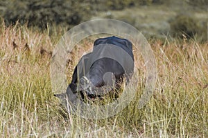 Indian murrah buffalo eating grass on the field