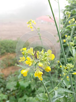 Indian Mustard flower in form