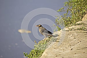 Indian myna, Acridotheres tristis