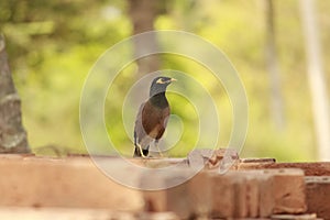 An indian myna on a brick pile. Yellow line around the eyes and black, brown feather with a decent build.