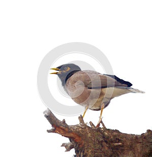 Indian myna portrait on a snag