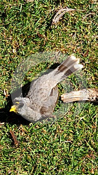 Indian mynah bird playing dead sunbaking