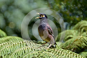 Indian Mynah Calling for his Chicks