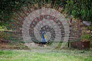 An Indian national bird peacock dancing with open feathers