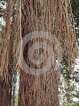 Indian national tree Ficus benghalensis leaves in garden