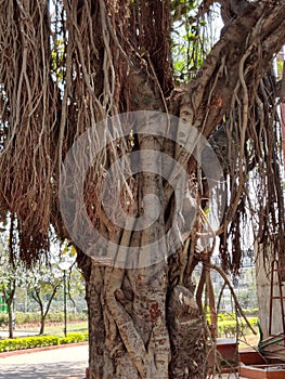 Indian national tree Ficus benghalensis leaves in garden