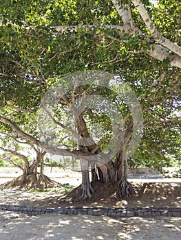 National tree picture