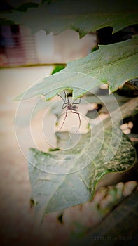 Indian nature Indian insects mosquito