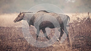 Indian Neelgai or Blue Bull at Panna National Park, India