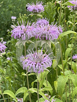 Indian nettle, monarda, didyma