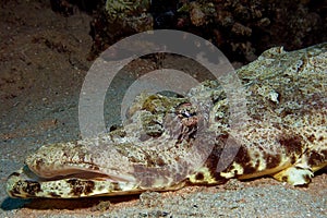 Indian ocean crocodilefish