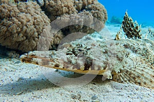 Indian ocean crocodilefish Papilloculiceps longiceps. Taken at Sharm el Sheikh- Red sea  Egypt photo