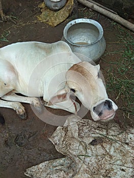 Indian odisha house pet brown sleeping cattle with white polythin photo