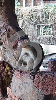 Indian Old World Monkey The rhesus macaque.