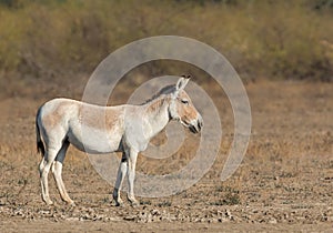 Indian Onager also called Indian Wild Ass photo