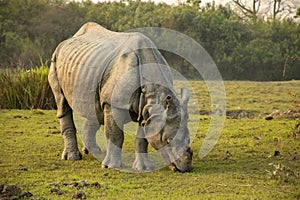 Indian one horned rhino or rhinoceros male in the grass land of Kaziranga national park in India