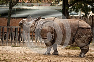 Indian one-horned rhinoceros