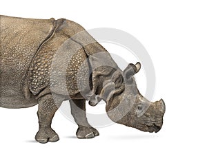 Indian one-horned rhinoceros