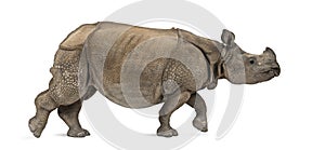 Indian one-horned rhinoceros