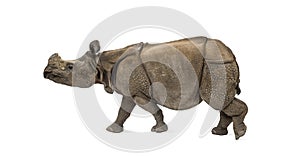 Indian one-horned rhinoceros