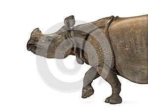 Indian one-horned rhinoceros photo