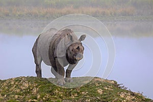 Indian One Horned Rhinoceros, Rhinoceros unicornis