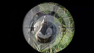 Indian One Horned Rhinoceros Seen in Gun Rifle Scope. Wildlife Hunting. Poaching Endangered, Vulnerable, and Threatened