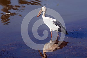 Indian Open Bill Stork