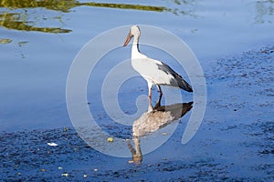 Indian Open Bill Stork