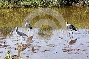 Indian Open Bill Storks