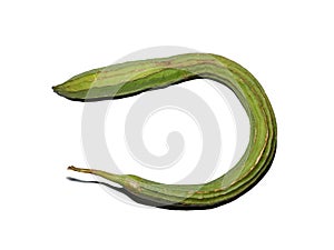 Indian organic ridge gourd isolated on white background.