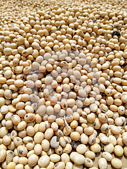 Indian organic soybeans in a farm.