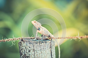 Indian Oriental Garden Lizard reptile species found on wooden log