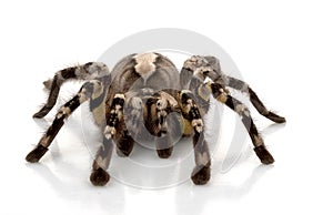 Indian Ornamental Tarantula